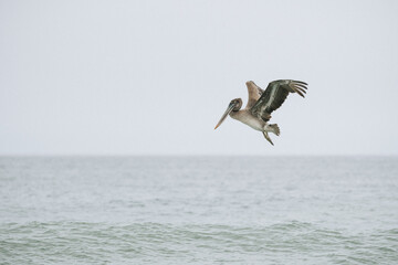 Fototapeta na wymiar Side view of a Brown Pelican flying just above the Pacific Ocean