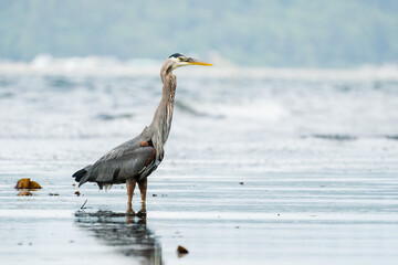 Side view of a Great Blue Heron standing in shallow water