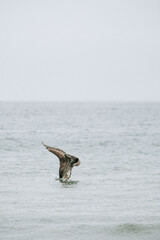 Image of a Brown Pelican diving into the Pacific Ocean