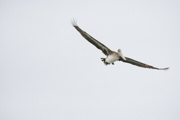 Portrait of a Brown Pelican with its wings spread against a white sky