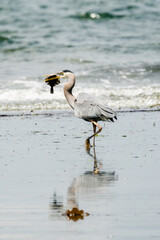 Side view of a Great Blue Heron with a Flounder in its mouth