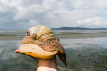 Cropped view of a large snail being held by an outstretched hand