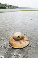 Closeup view of a Lewis' Moon Snail on a sandy Puget Sound beach
