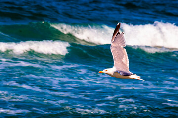 Flying seagull by the sea