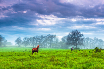 Fototapeta na wymiar Horses on a green meadow