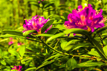 Rhododendron Ponticum - Pink flowers of rhododendron plant