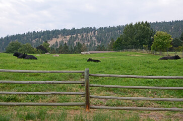 Fototapeta na wymiar Black Angus cattle laying in green grass pasture with wooden fence foreground.