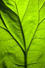 green leaf texture, close-up view