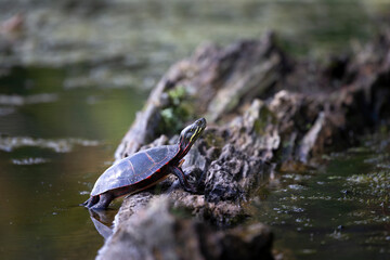 The painted turtle (Chrysemys picta) is the most widespread native turtle of North America