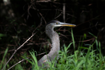 Fototapeta premium Young Great blue heron ( Ardea cinerea ) is the largest American heron hunting small fish, insect, rodents, reptiles, small mammals, birds and especially ducklings.