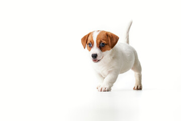 Jack Russell Terrier puppy walking and looking to the left with the tail raised