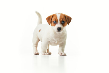 Jack Russell Terrier puppy standing and looking to the camera with the tail raised