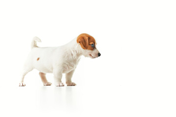 Jack Russell Terrier puppy standing and looking to the right with the tail raised