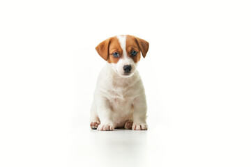 Jack Russell Terrier puppy sitting and looking to the camera