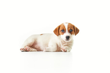 Jack Russell Terrier puppy lying and looking to the camera