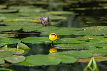 Spatterdock or cow lily or yellow pond-lily ( Nuphar advena )  is a species of Nuphar native throughout the eastern United States and in some parts of Canada, such as Nova Scotia.