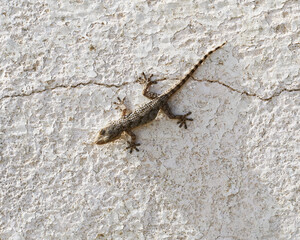 Beautiful Lizard (Lepidodactylus lugubris, the mourning gecko) a