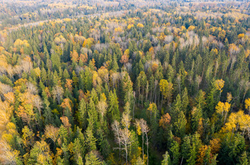 Aerial drone view over autumn forest.