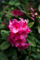Spring Flowers Floral Season Rhododendron