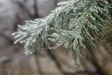 icy pine needles on a blurred background