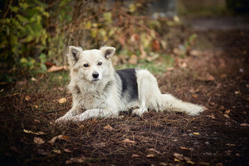 Naklejka na ściany i meble Dog lying half with fallen leaves