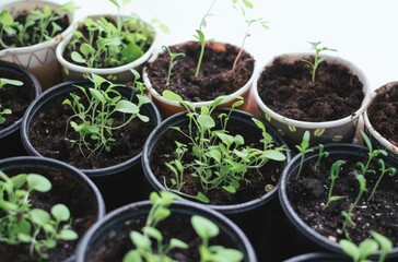 Seedlings of petunias and marigolds in cups on kitchen window
