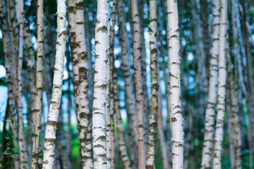 Forest and trees as a background. Forest with birches. Natural landscape in summer time.