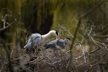 Grey heron nesting on the top of tree. Heron during spring season. Czech wildlife. 