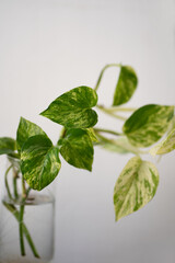 Pothos plant in glass vase against white background