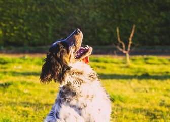 black and white hunting spanier dog