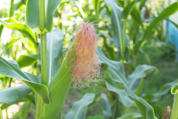 Beautiful Corn silk on the corn culture orange color