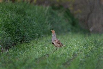 Grey partridge mating call. Hun on the field. European wildlife during spring. 