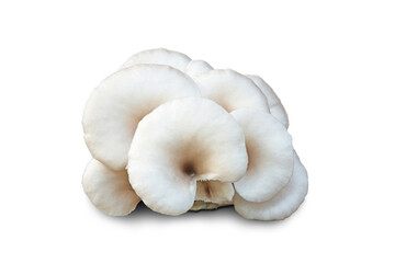 Oyster mushroom on white background with clipping path.