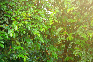 Green tree branch with orange light in the forest.