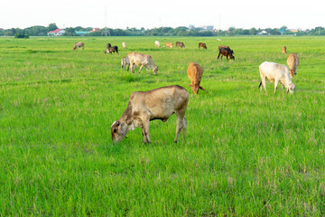 Naklejka na ściany i meble Group of cows eat the grass in the large field with cityscape ba