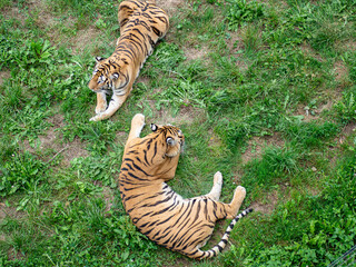 Dos tigres con pelaje dorado a rayas negras en la hierba verde, acostados sobre el exterior,...