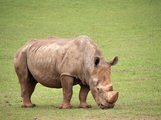 Fototapeta premium Retrato de un rinoceronte en el zoo de Cabárceno, en Cantabria, España, verano de 2020