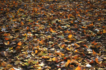 Close up photo of a carpet of fallen leaves of ginkgo as a background material