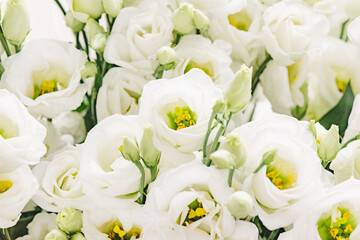 Beautiful eustoma flowers on white background. White Rose.