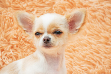 Chihuahua puppy on a fluffy blanket. White with red spots chihuahua dog at home. Pets concept.