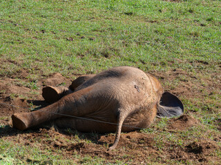 Cachorro de elefante tirado en el suelo verde, descansando en el zoo de Cabárceno, en Cantabria,...