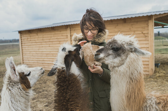 Young smiling woman spending time on an eco-farm feeding baby llamas