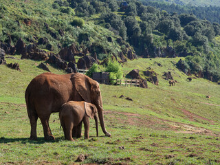Pareja de elefantes, madre y cachorro, juntos caminando por el campo verde con monta&ntilde;as al fondo, en el zoo de Cab&aacute;rceno Espa&ntilde;a en el verano de 2020
