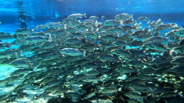 Under water at Florida spring. Silver Glen at the Ocala National Forest. With Tons of striped bass.