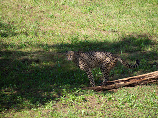 Leopardo solitario mirando arriba en Cabárceno, pueblo de Cantabria, España, verano de 2020