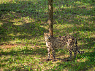 Leopardo solitario mirando arriba en Cabárceno, pueblo de Cantabria, España, verano de 2020
