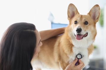 Woman veterinarian listening to purebred dog with stethoscope in clinic