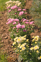 Obraz premium Chrysanthemum flower bed in blossom