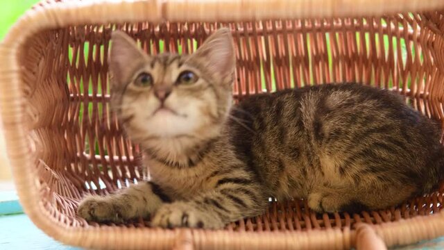 A little kitten sits in the basket plays and sniffs wooden basket outdoor on a green natural background.High quality 4k footage
