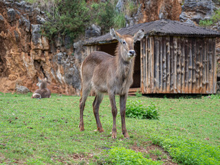 Retrato de un ciervo, animal grande de cuatro patas con orejas levantadas y pelaje marrón en un campo verde de Cantabria en España, verano de 2020